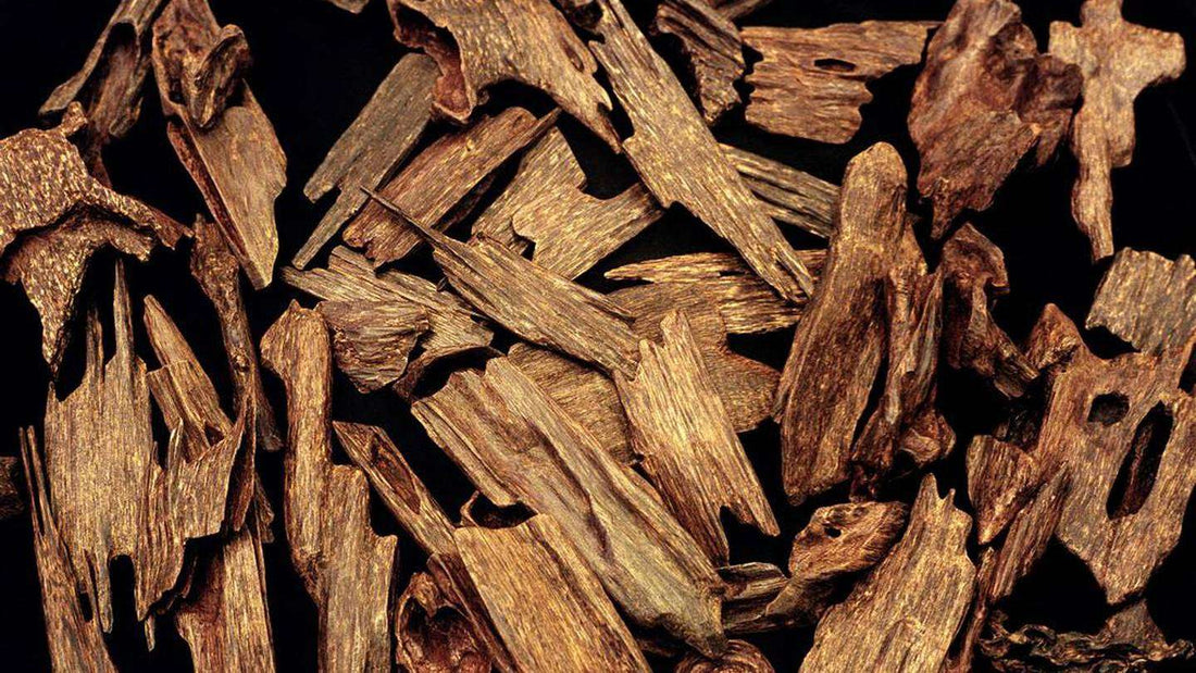 The Evolution of Oud in Womenâs Perfumes: From Traditional to Modern